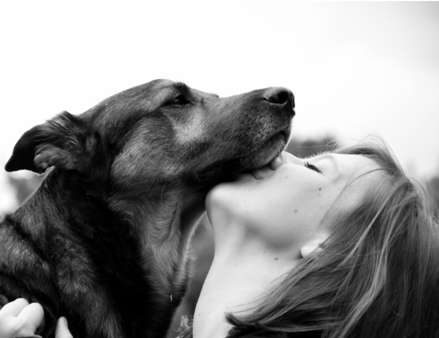 Umana bacia il cane