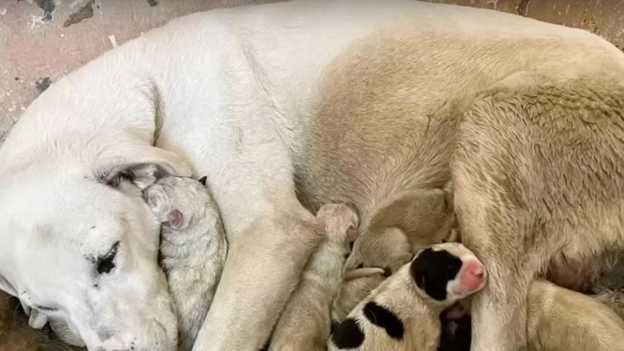 Cagnolina ha appena partorito