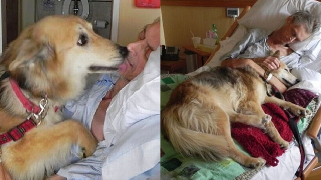 Cane fa visita al suo padrone in ospedale