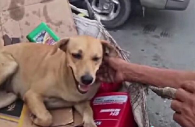 Gli offrono dei soldi per comprare il suo cane, ma il senzatetto è inflessibile: “Non lo venderò mai”