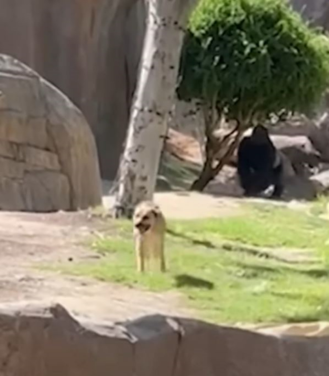 Un cane nel recinto dei gorilla
