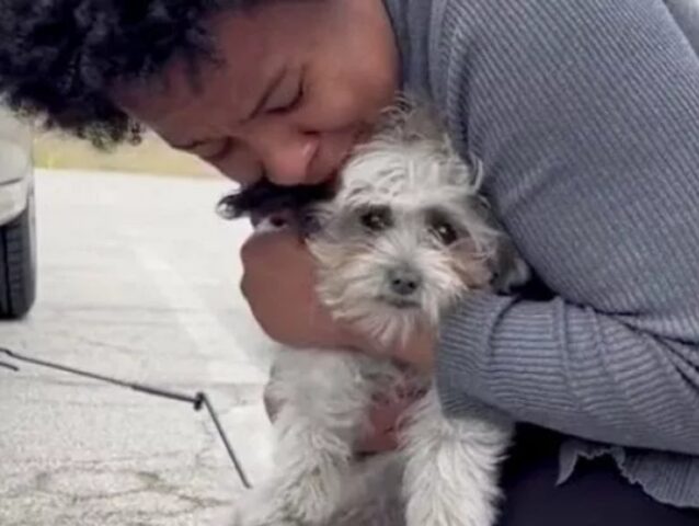 Ha resistito per ben 50 chilometri dentro al motore di un’auto: il cane è un miracolato