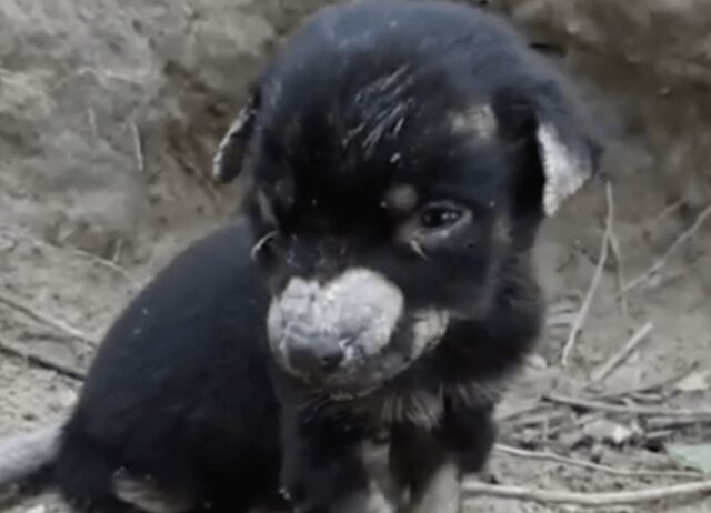 Hanno trovato questo povero cucciolo da solo: si è addormentato sentendo il loro calore