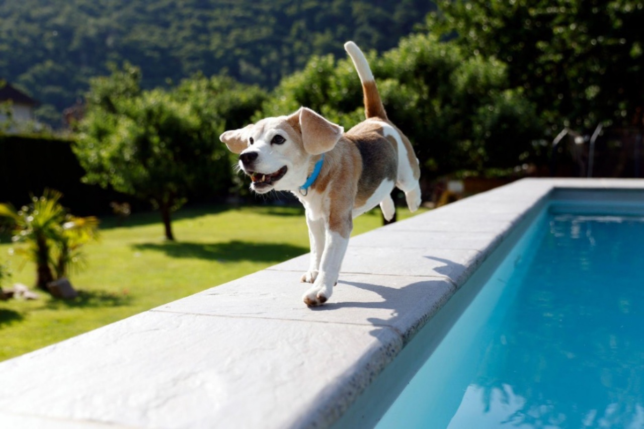 cane a bordo piscina