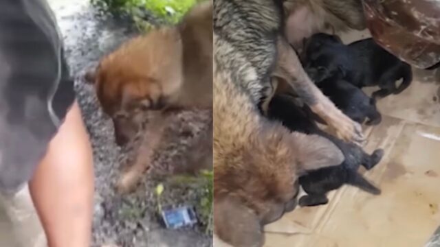 I cuccioli erano sotto il fango, la cagnolina tenta il tutto per tutto per salvarli dopo l’alluvione