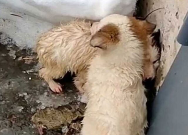 I cuccioli inzuppati si stringono insieme per riscaldarsi dopo essere stati abbandonati nella neve