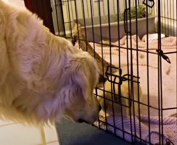 Il Golden Retriever responsabile ha un “cucciolo” molto speciale di cui occuparsi