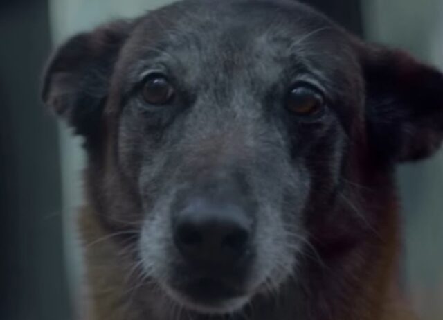 Il cane abbandonato è rimasto fedele ed è tornato indietro per salvare il suo padrone