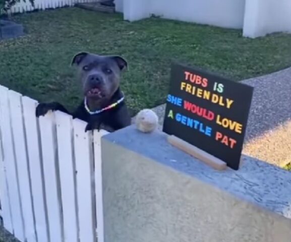 Il cane aspetta un gesto dai passanti, così i suoi padroni decidono di esporre un cartello