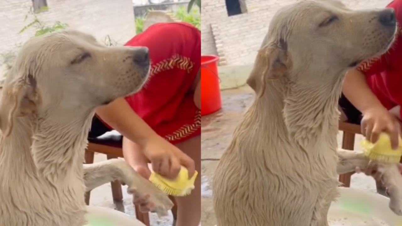 cane fa il bagno