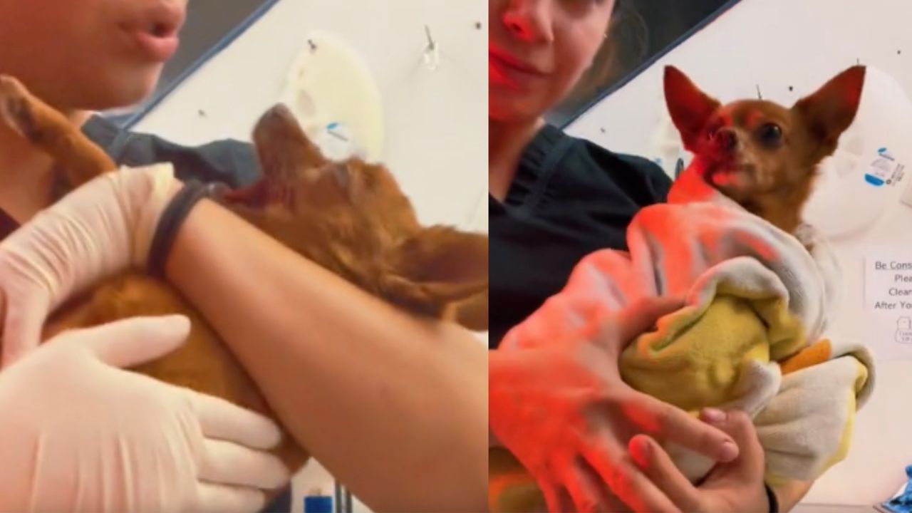 Veterinaria tiene cane in braccio