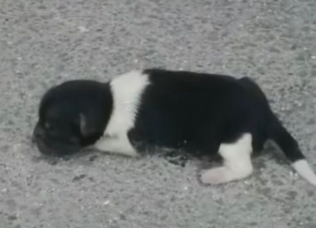 Il cucciolo di cane abbandonato strisciava su un fianco, finché ha visto qualcosa di familiare