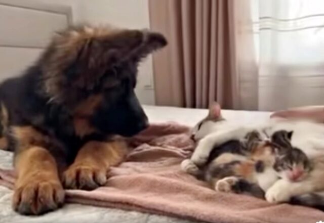 Il cucciolo di cane resta estasiato quando incontra per la prima volta i gattini appena nati