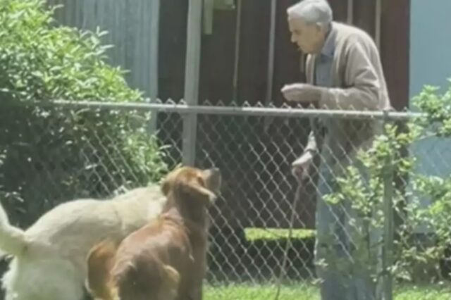 Il vicino di 94 anni si avvicina alla recinzione: quello che fa commuove la padrona di casa