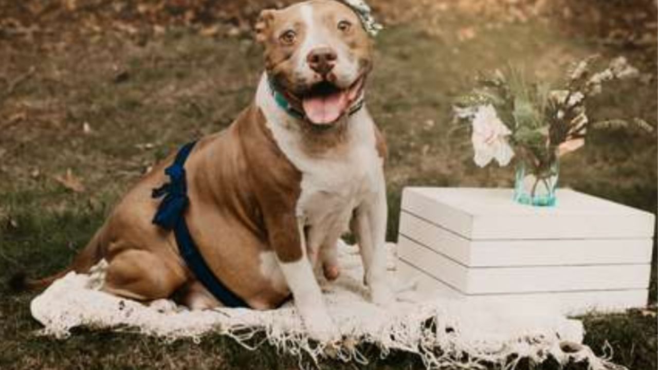 splendida cagnolina