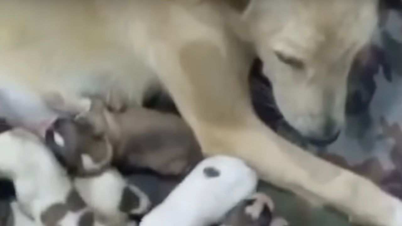 Mamma cane con i cuccioli