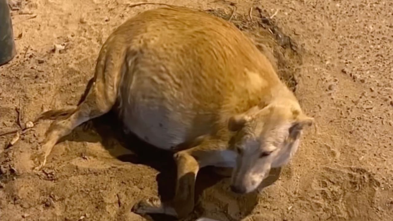 Cagnolina in dolce attesa