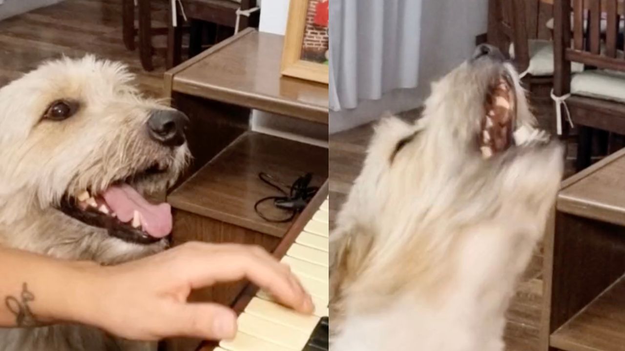 Cagnolino che canta con la padrona