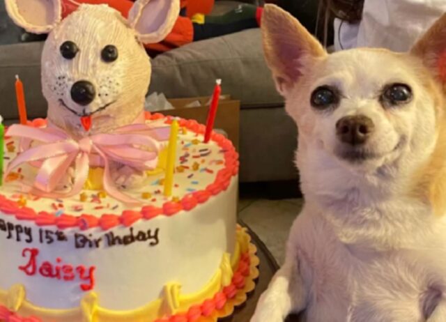 La donna aiuta il suo cane a festeggiare il compleanno con una torta davvero stilosa