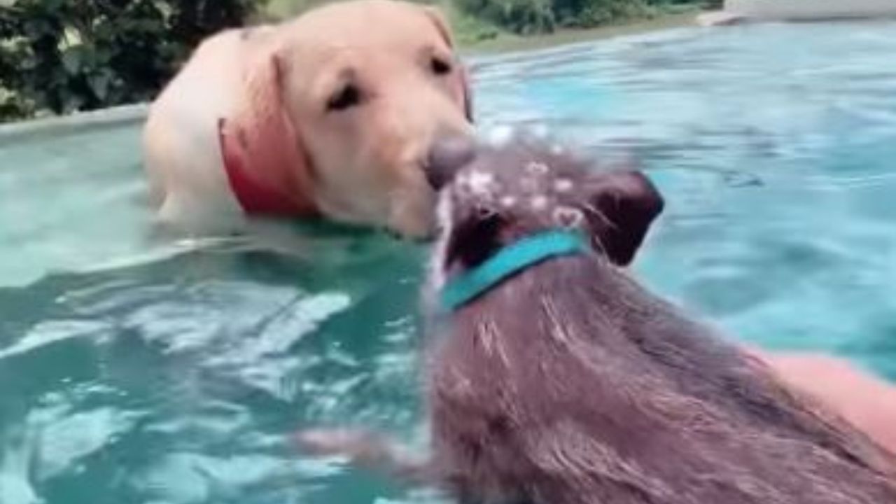 Un Labrador con un cinghialetto 