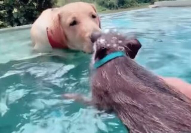 La coppia adotta un cucciolo di cinghiale e ora lui crede che il Labrador sia la sua mamma