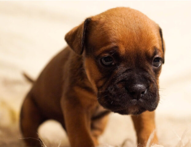 Le parole di un cane che era stato abbandonato: “Perdonami mamma, sono rimasto lì dove mi hai lasciato per due giorni interi”