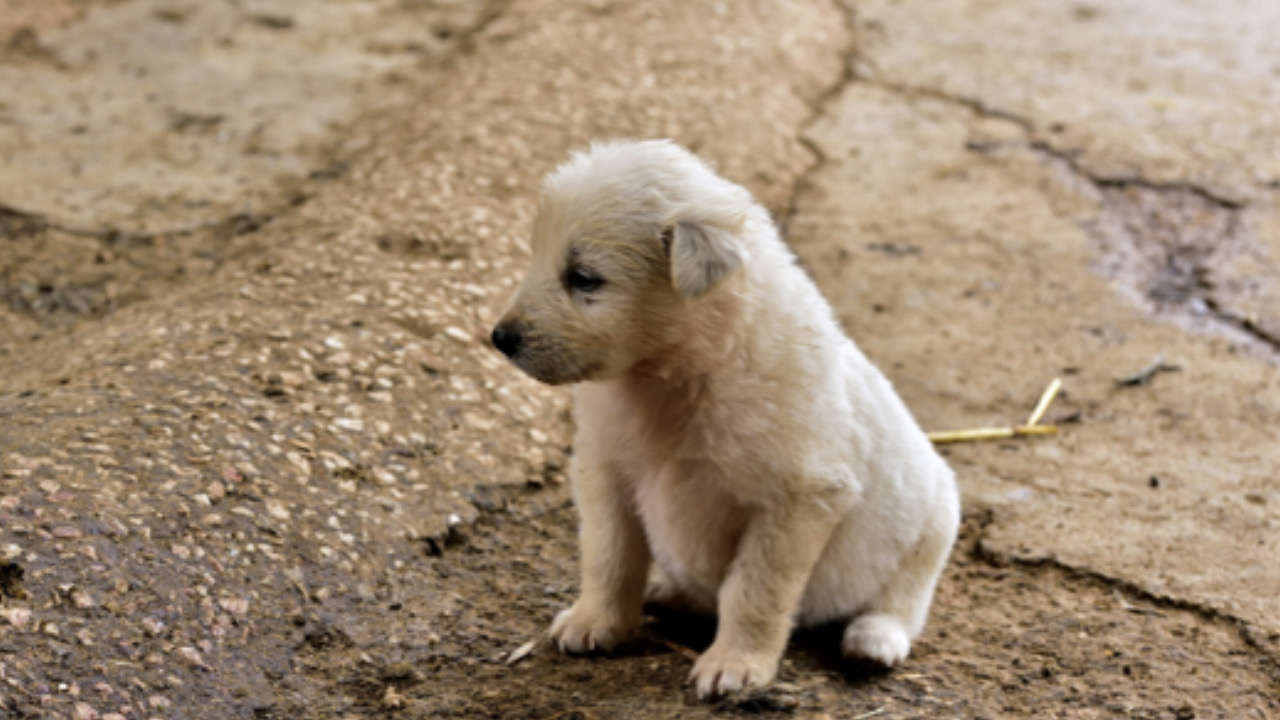 Cane guarda lateralmente