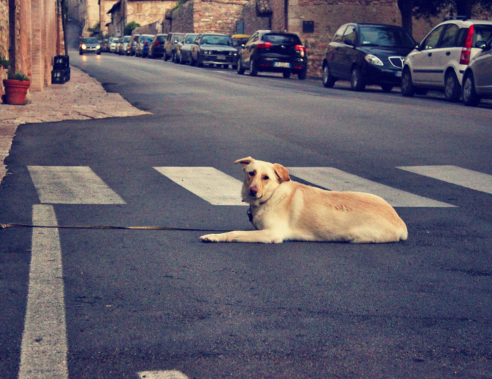 Cane in mezzo la strada