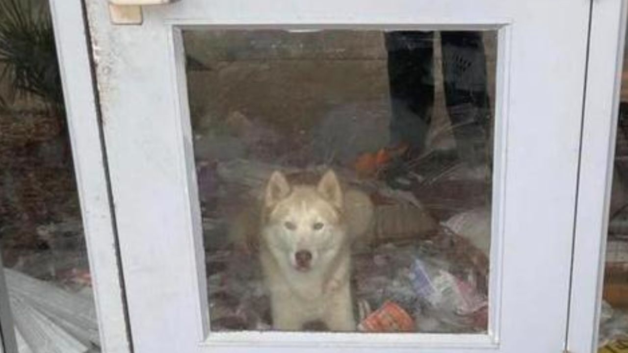 un cane distrugge un ufficio 