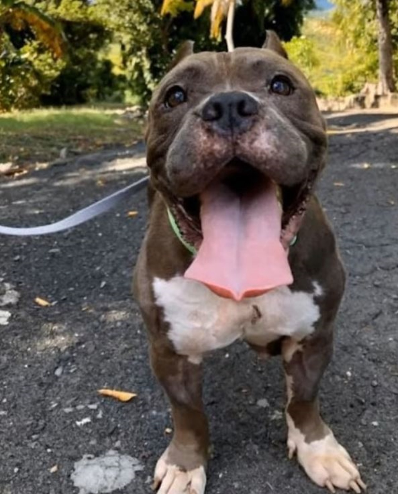 Un cane di nome Magnolia che sorride felice