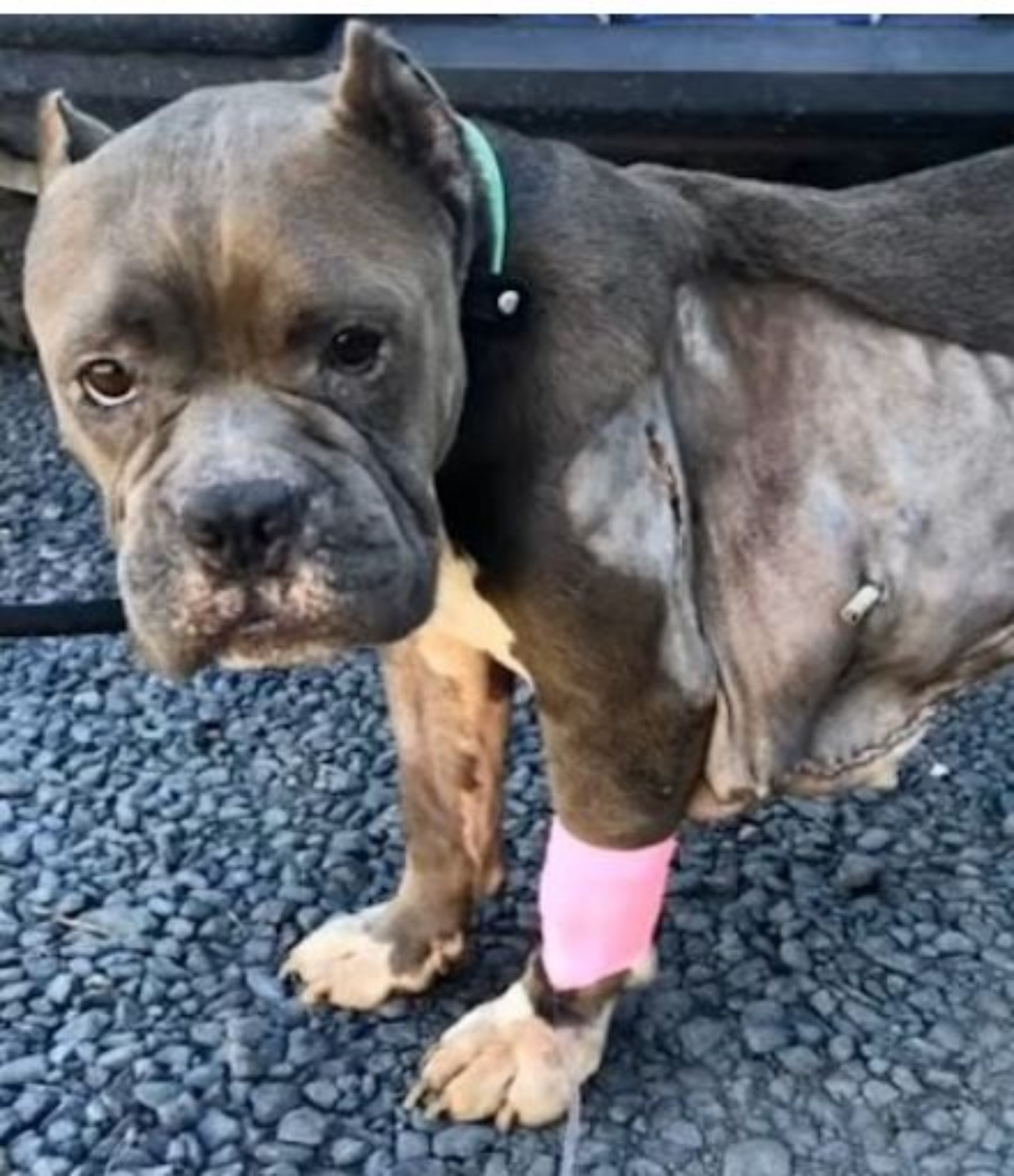 Magnolia, il Pitbull dopo l'operazione