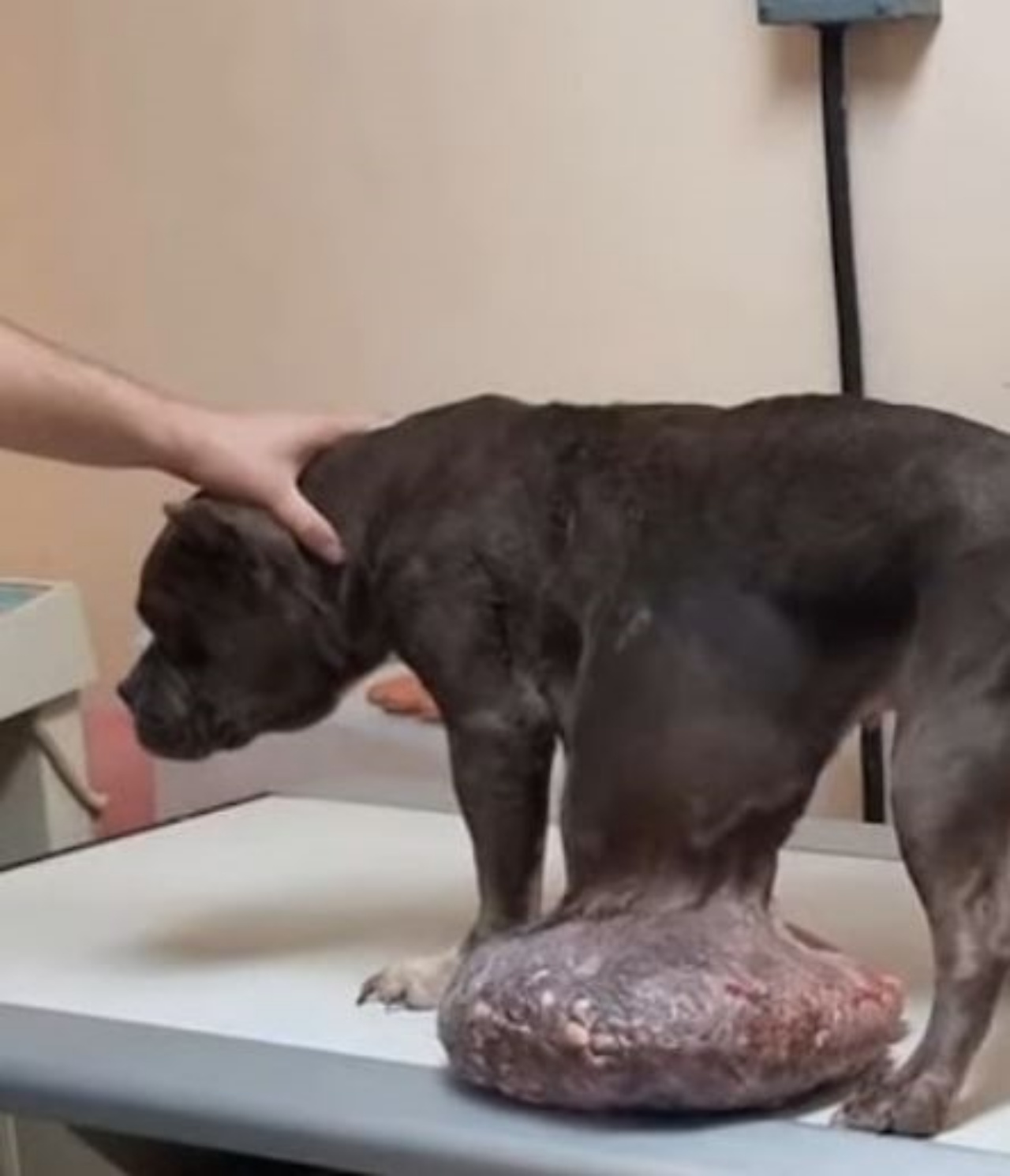 Un cane in clinica con un tumore di 6 kg