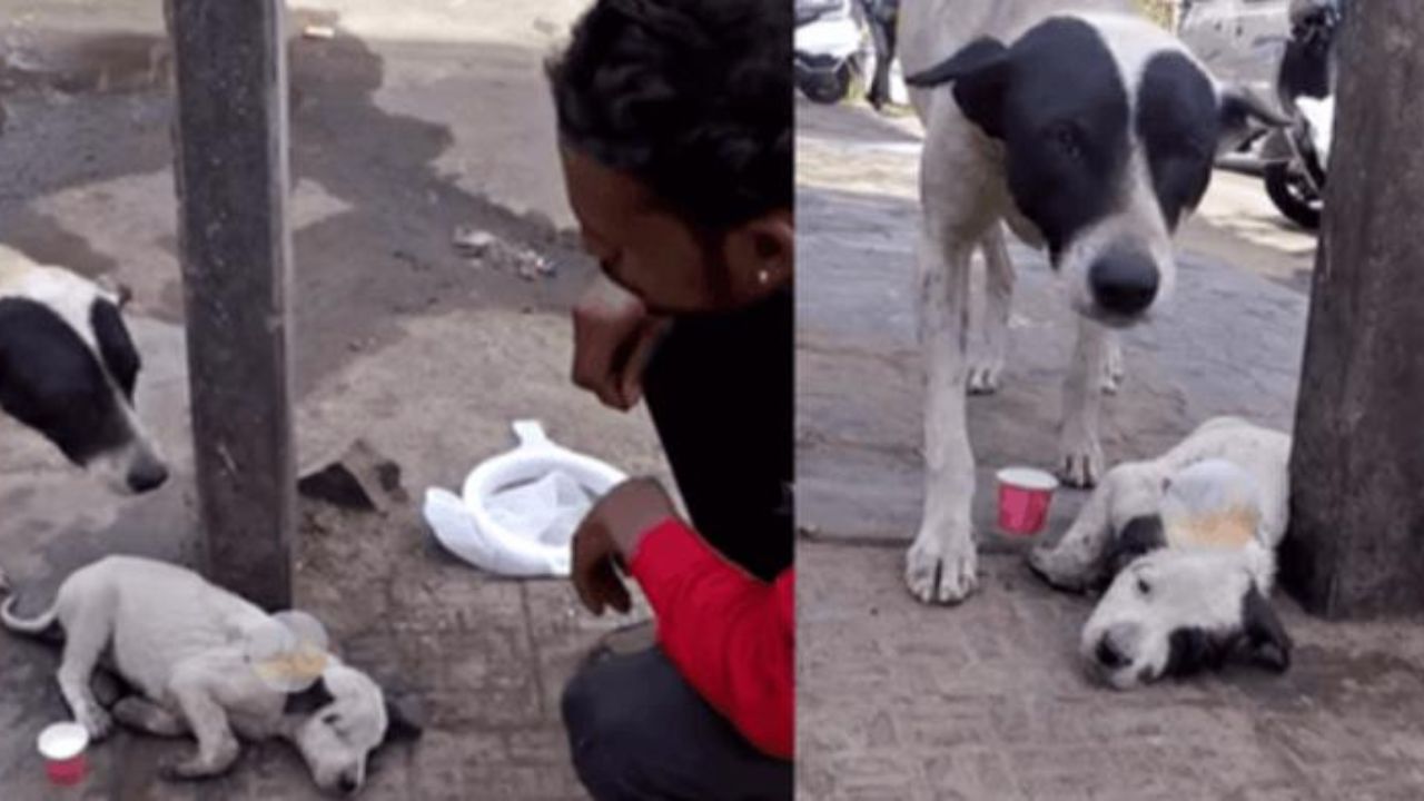 Mamma cane supplica aiuto per il suo cucciolo