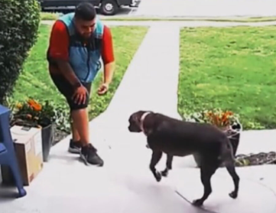Cane va dal corriere