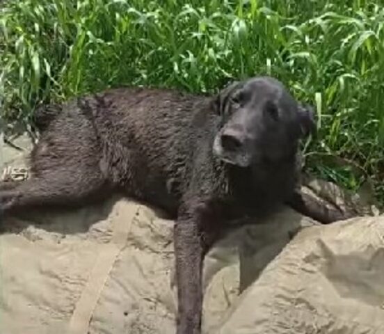 Nessuno può capire il dolore che ha passato: la cagnolina è stata trovata in condizioni pietose