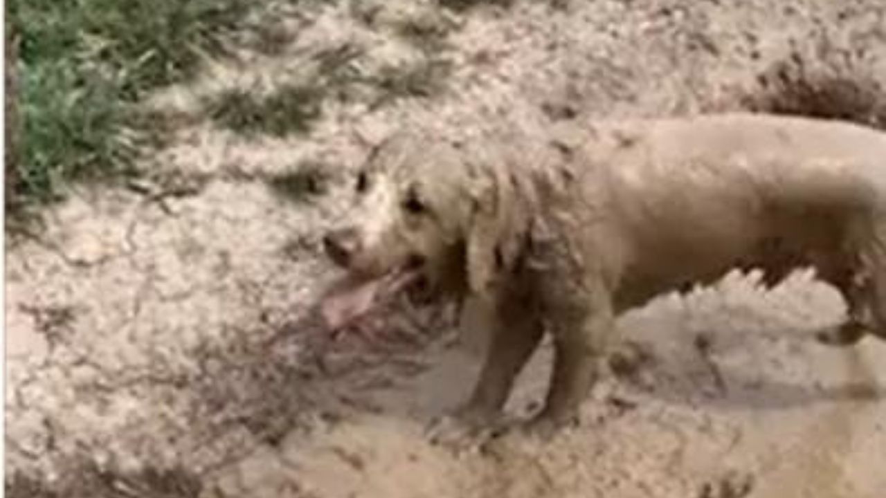 Cane sporco di fango