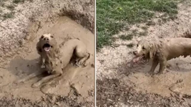 Cane fa il bagno nel fango