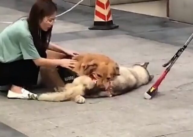 Non è quello che sembra: questo cane sta provando l’impossibile per salvare l’Husky