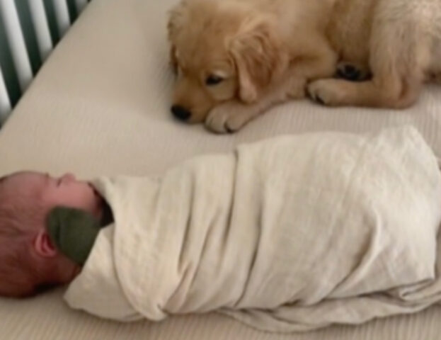 Non lo perde di vista neanche un attimo: per il cucciolo di cane la salute del fratellino è una missione
