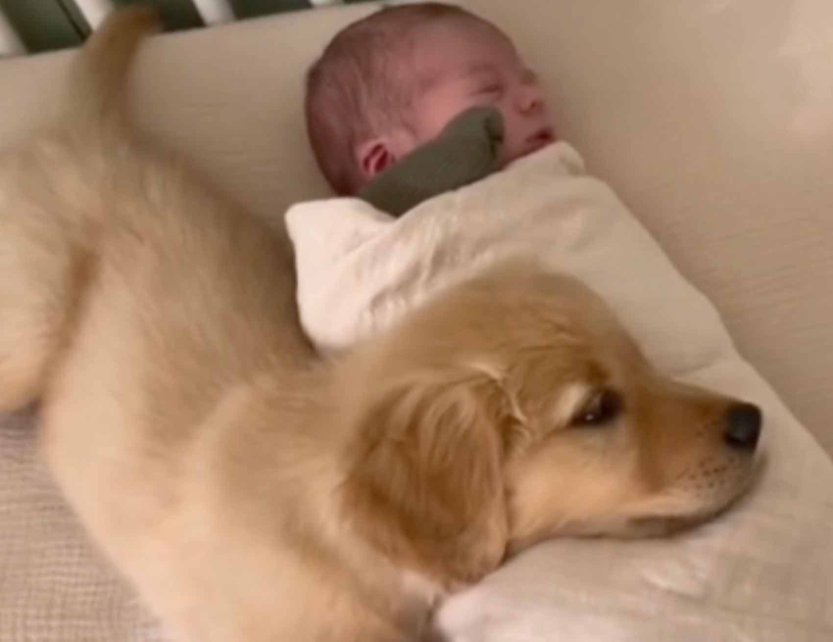 Cane vicino al bambino