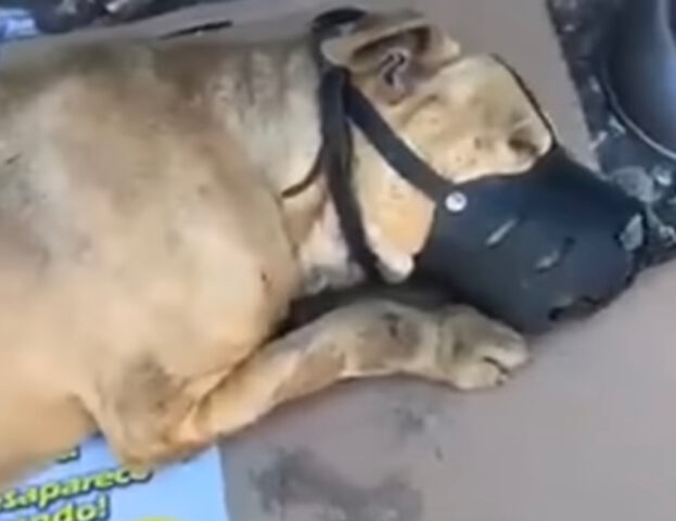 Pensavano non fosse neanche vivo, invece poi questo cane distrutto ha iniziato a muoversi