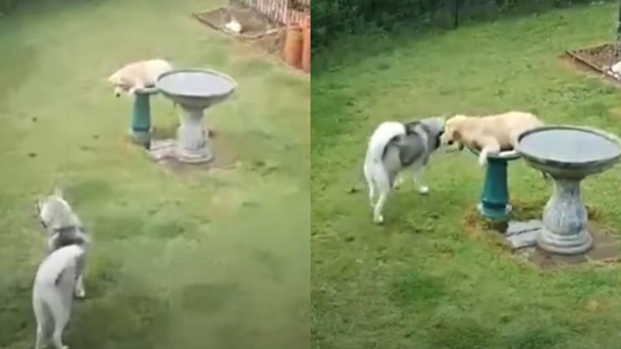 cane fa il bagno