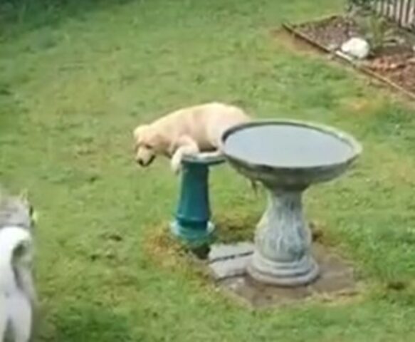 Perché usare la piscina per cani? Questo cane ha un’idea ben precisa su dove fare il bagno