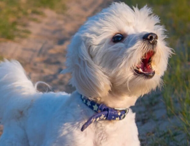 Quattro segnali che interpreti male e che ti dicono che il tuo cane in realtà non sta bene