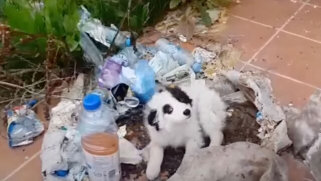 Questa cagnolina è stata scaricata come spazzatura davanti a una casa abbandonata, spaventata e disperata