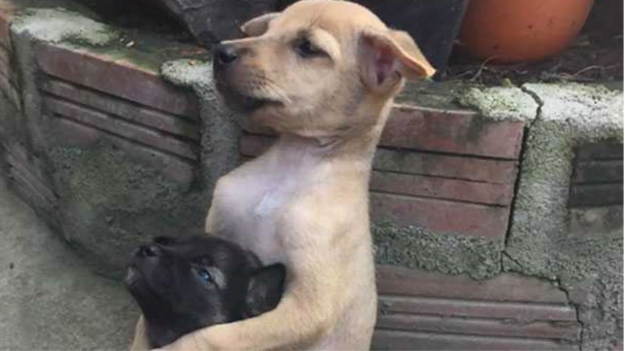 cuccioli vengono salvati