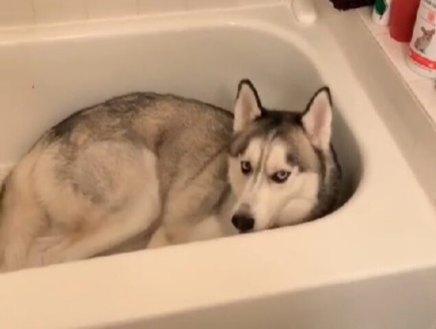 Questo Husky ha un posto preferito e no, non vuole lasciarlo per nulla al mondo