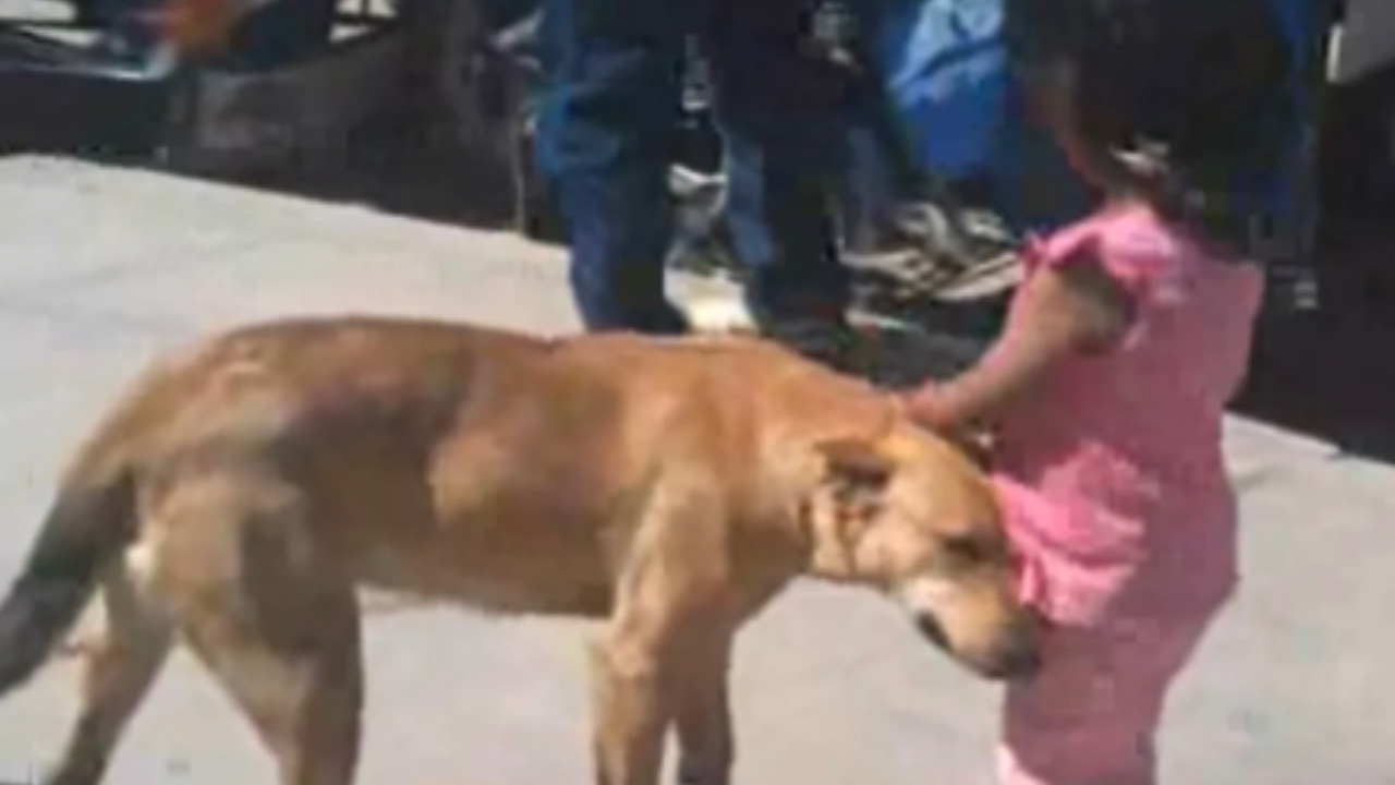 Ragazza accarezza il cane