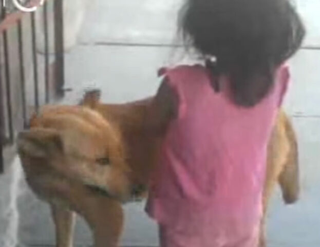 Questo cane randagio ha aiutato la bambina che si era persa a ritrovare la strada di casa