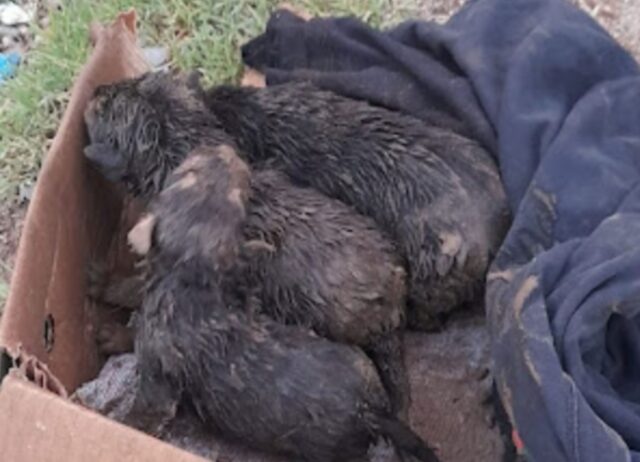 Si è gettato in un fosso stretto e pericoloso pur di salvare questi poveri cuccioli di cane